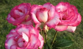 Popínavé ruže: odrody a ich popisy v katalógu s názvami Popínavá ruža prvý rok po výsadbe