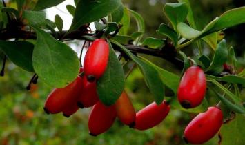 Барбарис — полезные свойства и применение Как использовать плоды барбариса